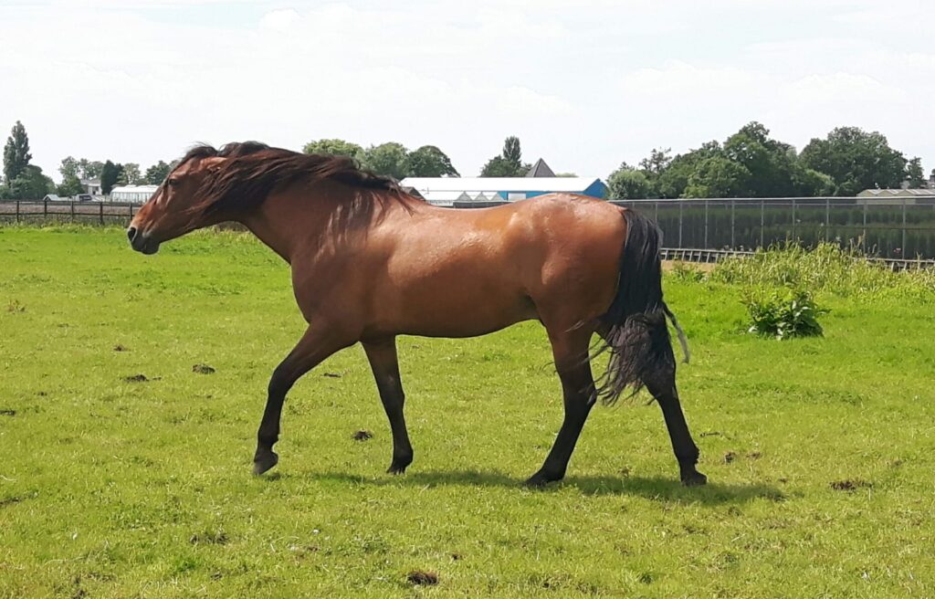 Hoe train je een paard dat vecht?