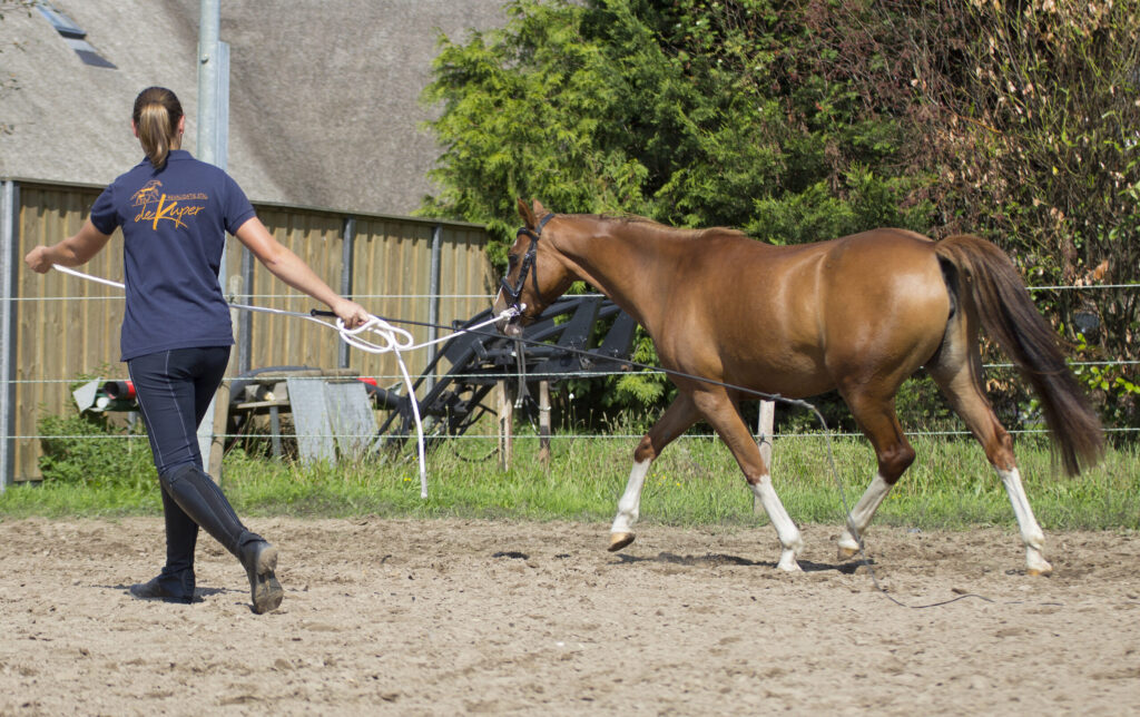 Wat je wilt weten over de biomechanica van het paard