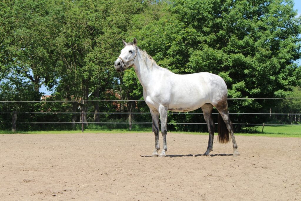 Een paard dat in angst leeft, leeft altijd in de tijd vooruit