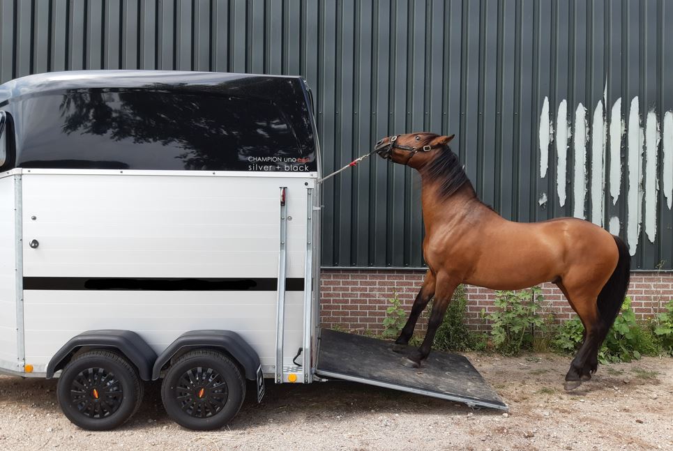 Werken met een paard dat vecht is als het opvoeden van een puber